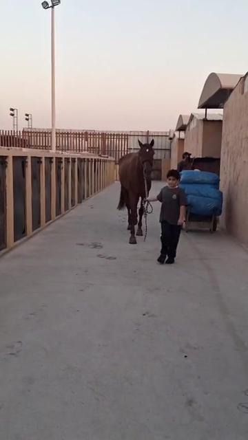 @Al Bosta Equestrian