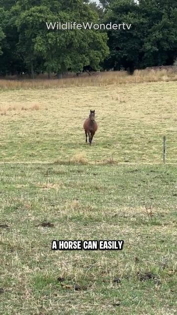 @WildlifeWonderTV Animal Facts