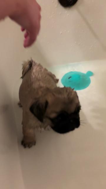 @thewinterpug