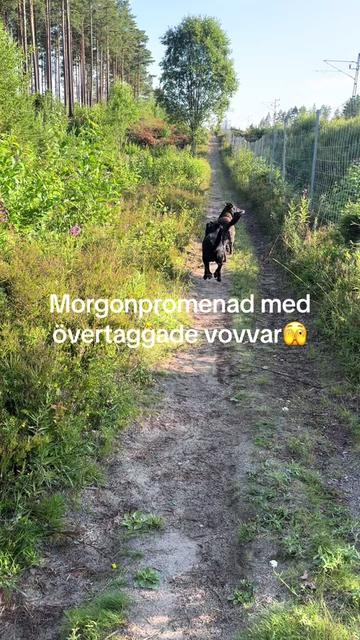@dutch_lab_stories