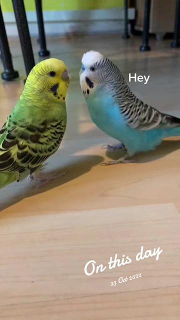 @Blu_the_budgie 🇹🇹