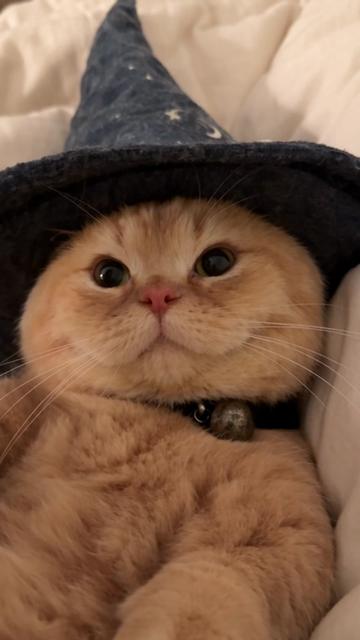 @Chonk The Fat Wizard Cat 🧙