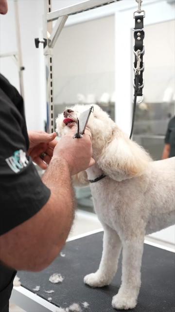 @NorCal Grooming Academy