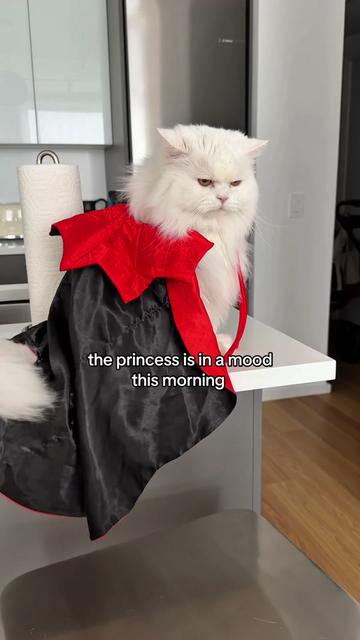 @Cleo the City Kitty