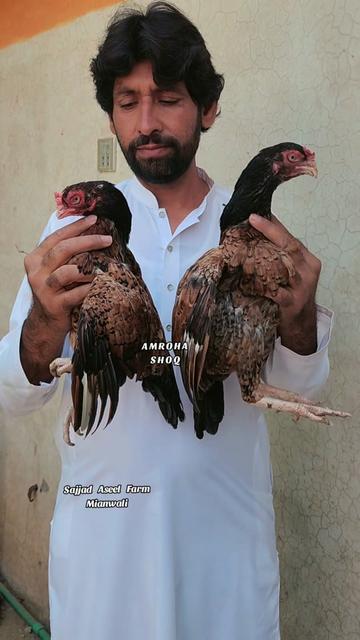 @Sajjad Aseel Farm