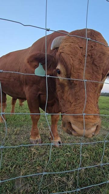 @M.I. CATTLE CO.