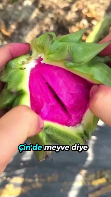 @beynegrafya