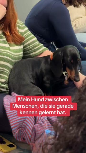 @SausagedogMaja