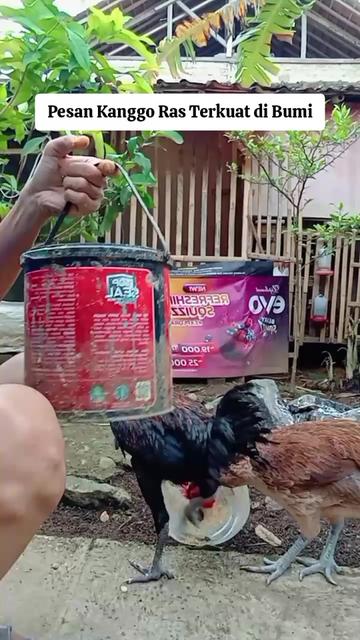 @Asep Wong Cianjur