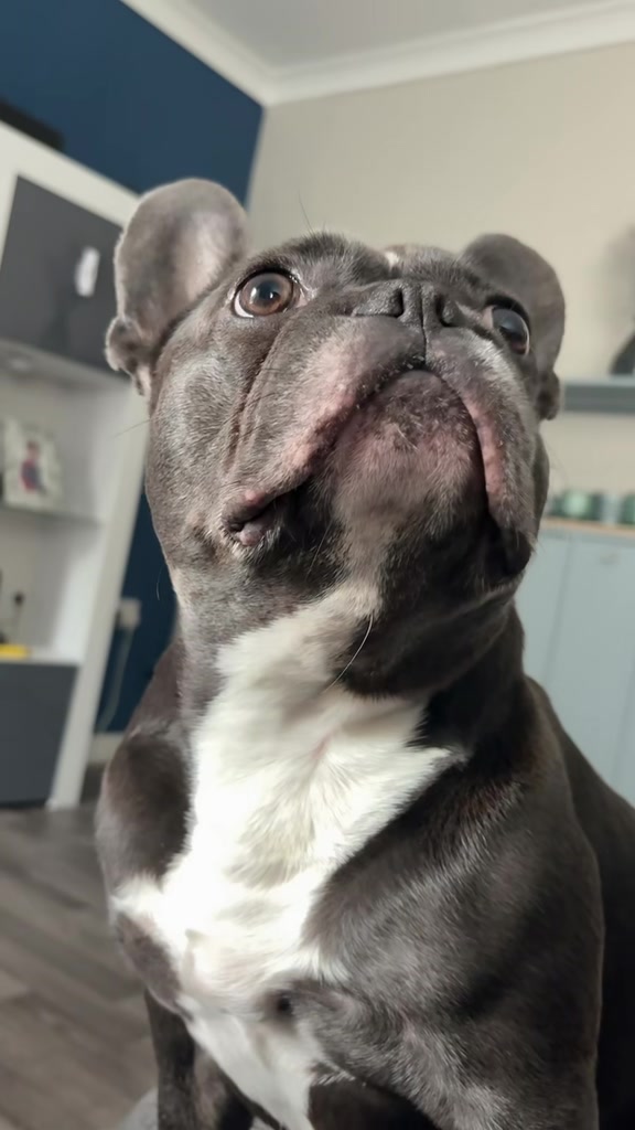 @Gizmo the frenchie & my humans