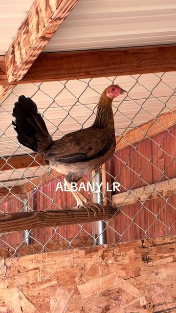 @A.MENDOZA.FARM.USA 74HWY
