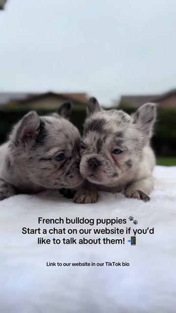 @TheFrenchieShop