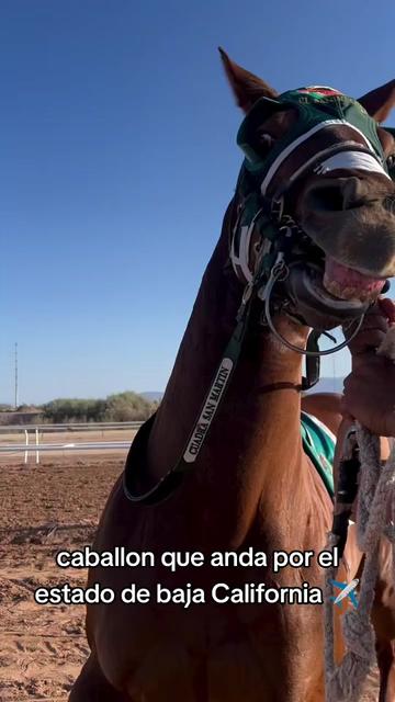 @carriles altos de jalisco🐎