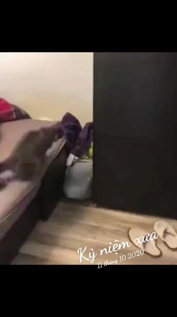 @JBN CATS