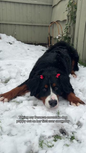 @Annie & Sansa