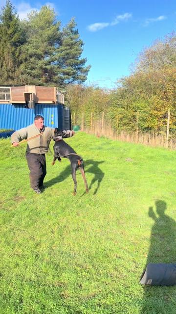 @protectiondobermanns