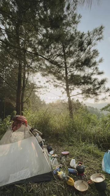 @forestpalofficial