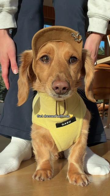 @cashewdachshund