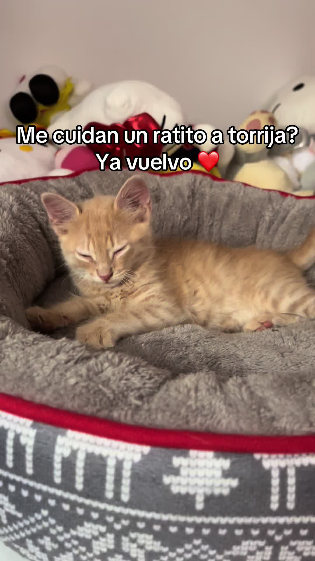 @- Alejandra  🐱💕