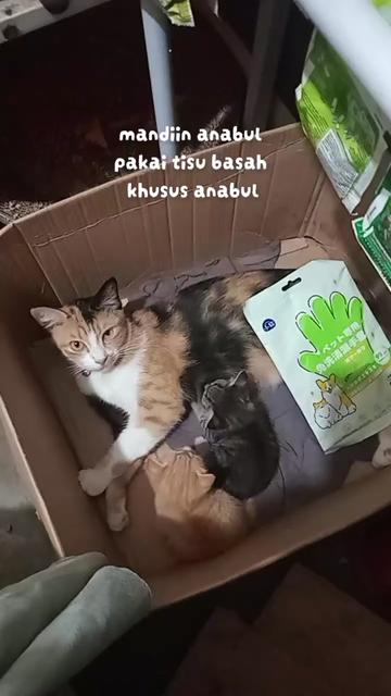 @Mocha, Mochi & Bang Belang