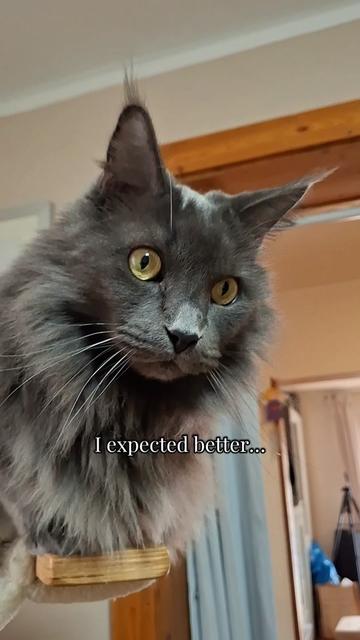 @Manny der Strizzikater