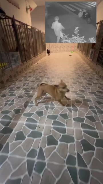 @yeuthuongchomeoba5