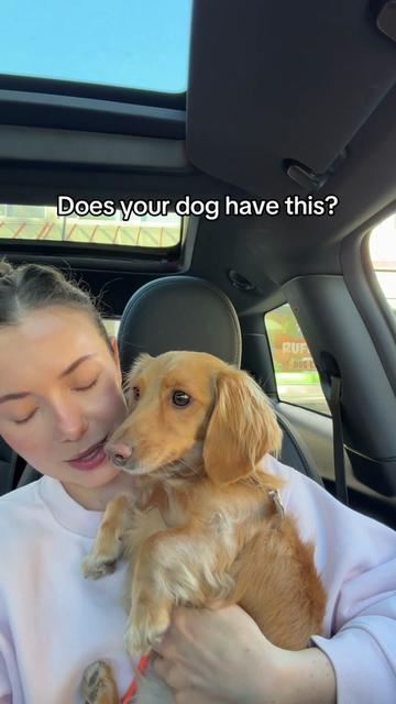 @cashewdachshund