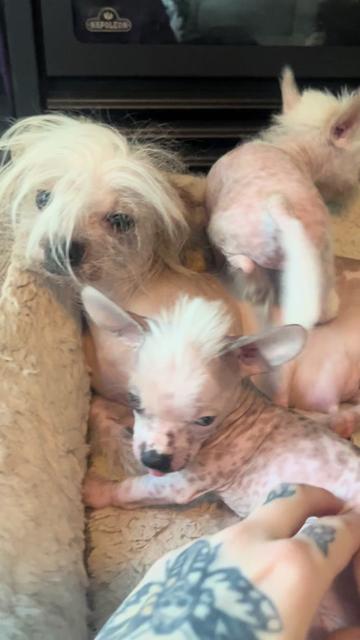 @Chinese Crested Cuties