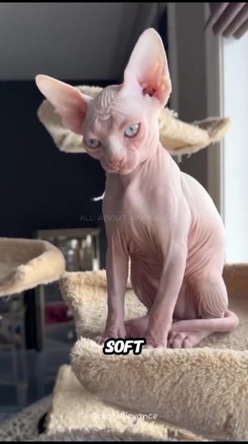 @ALL ABOUT ANIMALS