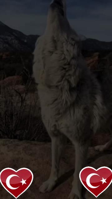@Hanımağa 02