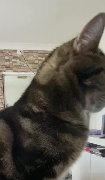 @romina.owned.by.cats