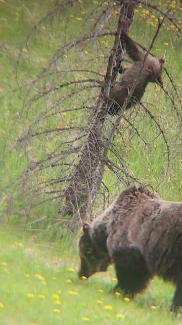 @Banff Trail Running & Wildlife
