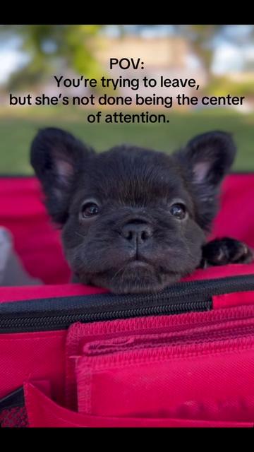 @TheFrenchieShop