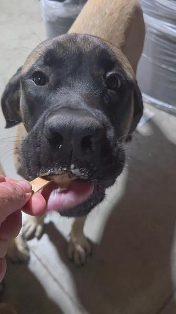 @Maple Mastiffs
