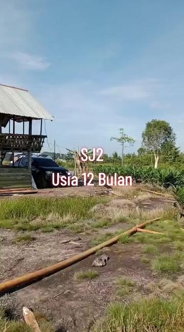 @BOS SAWIT