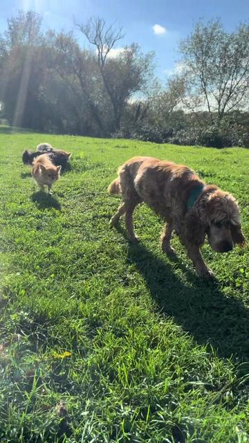 @DogWalk78
