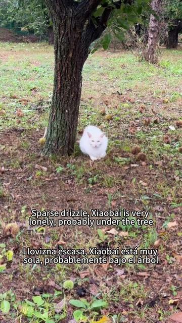 @小可爱猫猫们