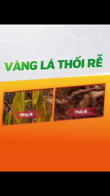 @VTNN Minh Tuấn