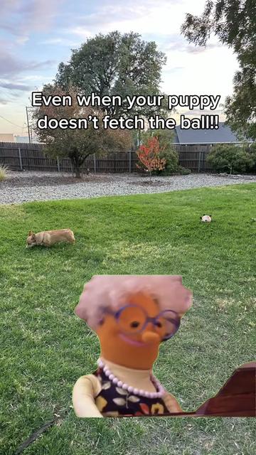 @CorgiMonty