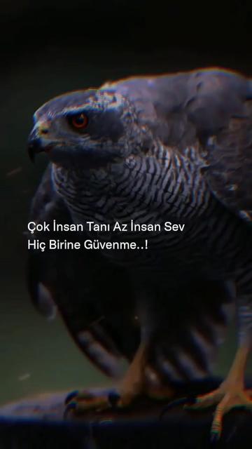 @Mehmet Yavuz