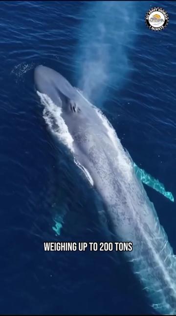 @ALL ABOUT ANIMALS