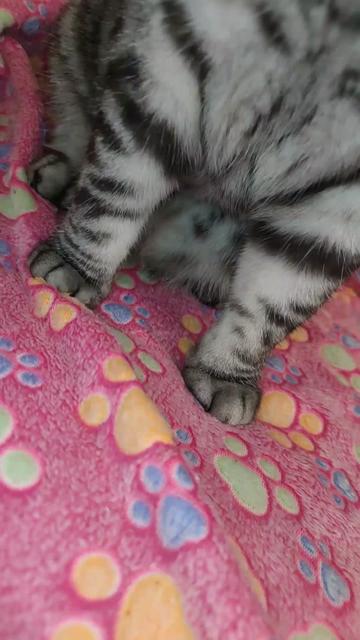 @💎 Purrito ❤😹😻