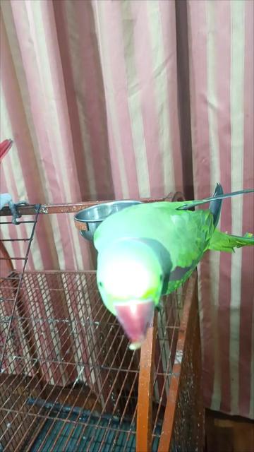 @Mehtab's Pet