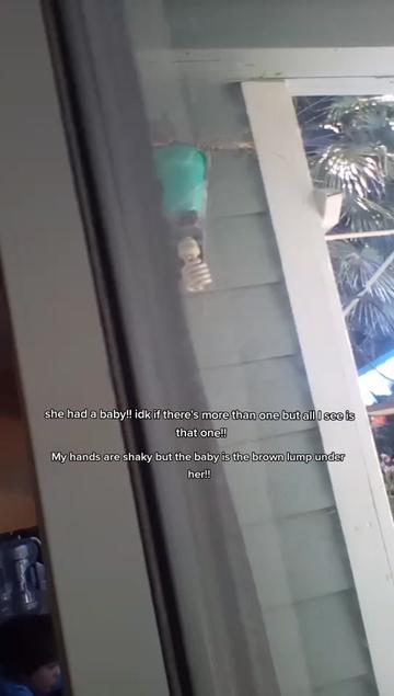 @AnonymousAlienThingz