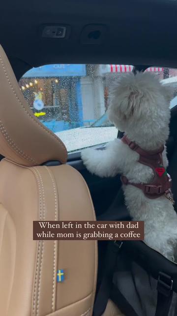 @Rui the Bichon