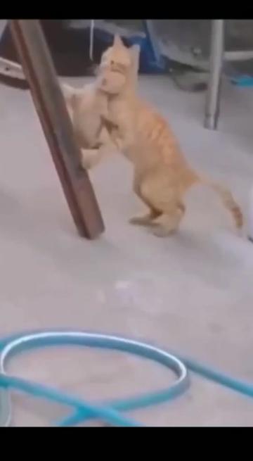 @Wazaa4mil