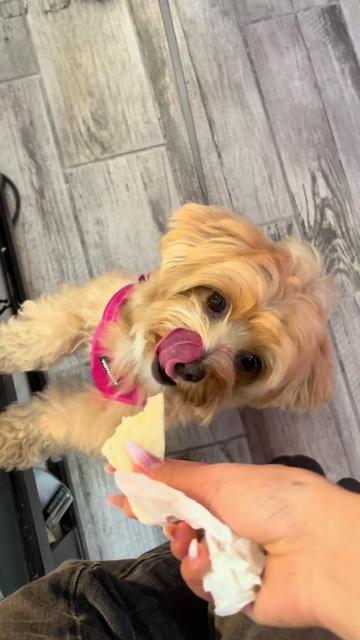 @Louis the Maltipoo