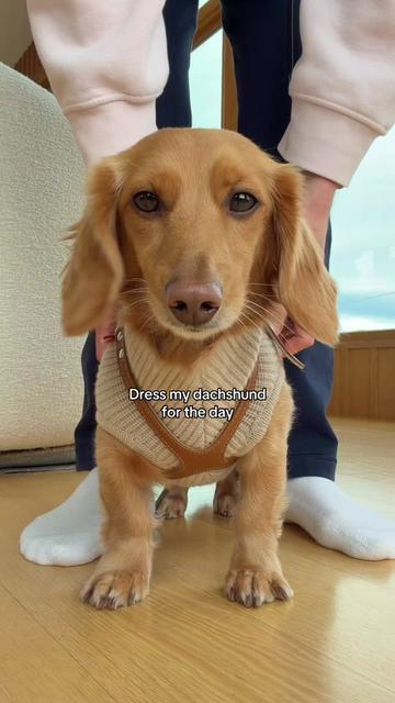 @cashewdachshund