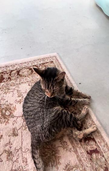 @Cat