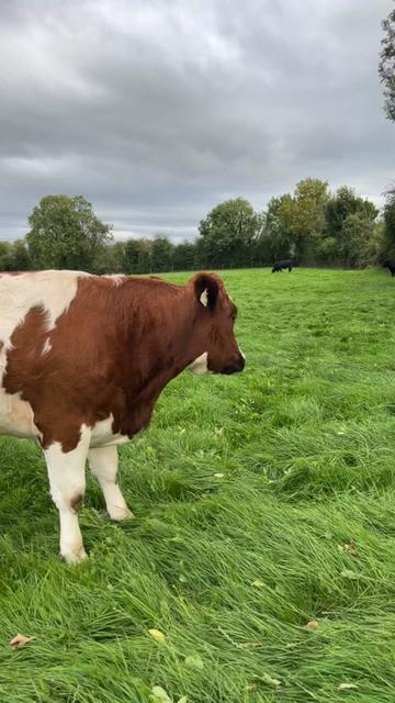 @Mulryanagri1